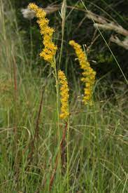 Native Florida Wildflowers Wand Goldenrod Solidago Stricta Wild Flowers Native Garden Florida Grown