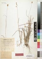 Image result for Eragrostis congesta