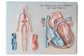 Vacuform Circulatory Model Architectural Antiques