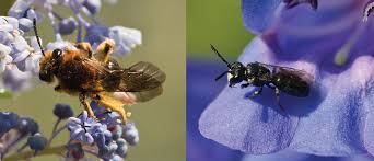 Honey bee flowers in glendale ca. Save California S Bees All 1 600 Species Friends Of Griffith Park