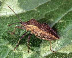 The covers will need to be removed for pollinators, eventually. How To Get Rid Of Squash Bugs