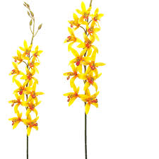 Featuring beautiful yellow orchid flowers, perfect for bouquets. Artificial Silk Star Orchid Yellow Fake Orchid Shelf Edge Uk