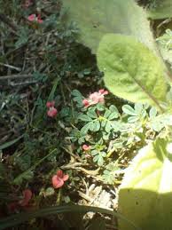 Image result for Indigofera microcarpa