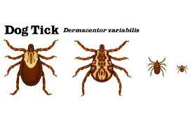 How To Remove A Tick From A Dog S Ear Fauna Care