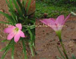 Image result for Zephyranthes minuta