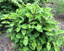 Image result for Ficinia filiformis