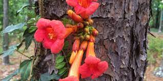 Check spelling or type a new query. Just Say No To Trumpet Vine Southern Living