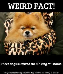 Three Dogs Survived The Sinking Of Titanic Fun Facts You Need To Know Dogs Pomeranian Facts Cute Animals