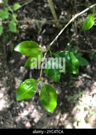 Image result for Canthium inerme