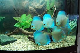 Blue Diamond Discus1 Jpg 752 500 Piks Discus Fish Tropical Freshwater Fish Aquarium Fish
