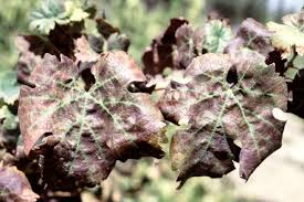 Image result for Grapevine leafroll virus