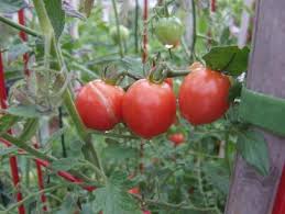 But i noticed one of them beginning to turn a slight yellow the other day, so i think it's about to start pinkening, then reddening, and probably won't get much bigger than the. How To Grow Your Best Tomatoes Ever Hgtv