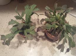 It seems to do better when it gets dry between watering. How To Grow Christmas Cactus For Christmas Dengarden