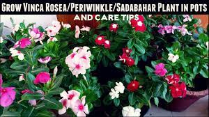 How To Grow Vinca Rosea Periwinkle Sadabahar Plant In Pots Care Tips Youtube