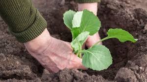 Quand planter les choux pour l'hiver. Comment Planter Du Chou Quand Semer Correctement Les Graines Et Transplanter Les Plants En Pleine Terre Soins Supplementaires