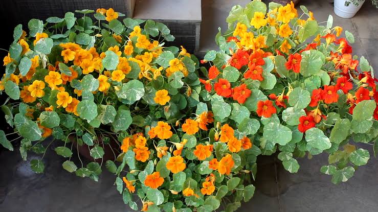 Nasturtiums on your yard