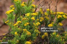 Image result for Aptosimum