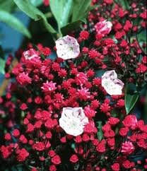 Image result for Loxogramme latifolia