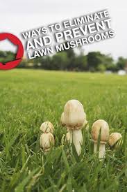 Lawn Care How To Articles Mushrooms In Lawn Mushrooms Growing In Yard Stuffed Mushrooms