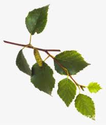 We did not find results for: White Birch Tree Leaves Png Image Transparent Png Free Download On Seekpng