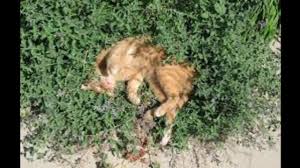 However, many people are wary of using chemicals, and blood meal is a common fertilizer for the garden, but it can serve in a second capacity as a homemade cat repellent. How To Make Homemade Cat Repellent Youtube