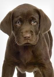 Hours may change under current circumstances Pin By United Pet Care On Poogirl Essential Oils Dogs Holistic Dog Care Pet Watching