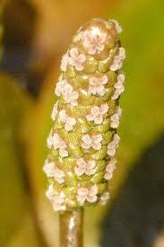 Image result for Potamogetonaceae