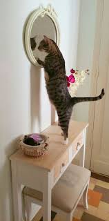Why Do Cats Go Bonkers When They See Themselves In The Mirror Cattime Cats Cute Cats Kittens Cutest