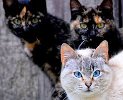 If so, then this quiz is the perfect place to prove your superior knowledge. A Group Of Cats Is Called Of Toluna