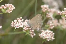 Image result for Satyrium sceptrum