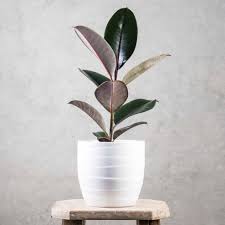 845 x 1024 jpeg 79 кб. Ficus Black Knight Any Child From The 70 S Would Have Had A Rubber Plant Somewhere In Their Home They Are Cool Again Rubber Plant Indoor Cool Plants Plants