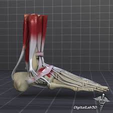 They all grow and change throughout life. 3d Human Foot Bone And Muscle Structure Cgtrader