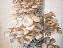 Pin Van Jobin C Op Champignons In 2020