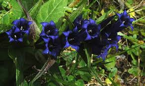 Image result for Gentiana asclepiadea alba