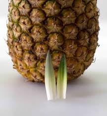 Gently tug on one of the leaves. How To Tell If Pineapple Is Ripe Mother Would Know