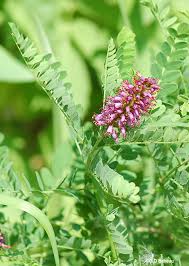 Image result for Indigofera filipes