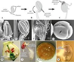 Image result for Ericaceae