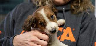 We operate a dog adoption program and match dogs to their forever home. Opportunities At The Cruelty Recovery Center Ohio Aspca