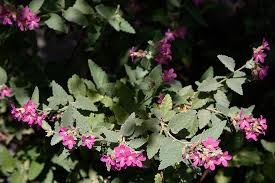 A common pest not only in grain bins, but also, mills, processing plants, warehouses, and kitchens. 5 Glamorous Gardens In El Paso Texas Lawnstarter