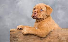 Download Wallpapers Bordeaux Mastiff Puppy Pets Cute Animals Dogue De Bordeaux Dogs French Mastiff Puppy Dog Images Mastiff Puppies Cute Dogs
