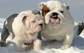 The french bulldog's grooming needs are low compared to many other dog breeds. Champbulldogs Com Blue Bulldog Puppies For Sale Blue English Bulldogs Black Blue English Bulldogs Rare Blue English Bulldog Puppies Blue Tri Black Bulldogs Tri Black Blue Bulldog Stud Service Black Tri