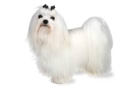 The average price of a maltipoo is around $500 to $2,000. Maltese Dog Breed Information Pictures Characteristics Facts Dogtime