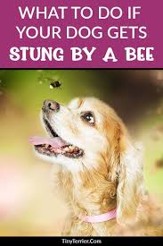 What Should You Do If Your Dog Gets Stung By A Wasp Or A Bee With Images Dogs Dog Care Dog Walking