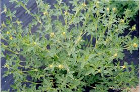 Image result for Stylosanthes