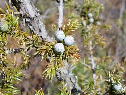 Image result for Juniperus