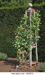 We carry a garden obelisk, garden obelisks and many other handmade cedar products. Ornate Rose Trellis In The Form Of A Bossed Wooden Obelisk Supporting A Pink Climbing Roses Trellis Climbing Roses Rose Trellis