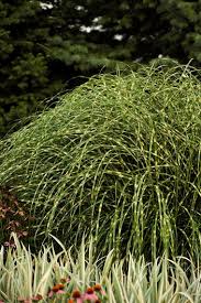 Maybe you would like to learn more about one of these? 18 Types Of Ornamental Grass For Your Garden Garden Design