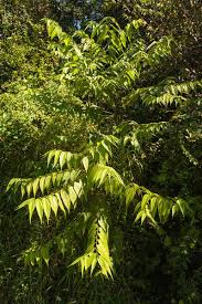 Image result for Trema