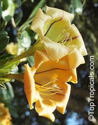 Image result for Solandra maxima