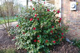 These Same Cultivars Are Also Reliable Planted In Zone 7 Here Is A Sampling Of The Best Zone 6 Hard Front Yard Landscaping Design Evergreen Bush Camellia Tree